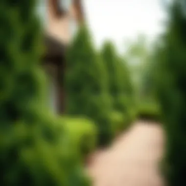 Magnificent Exploring Fake Boxwood Shrubs: A Comprehensive Guide