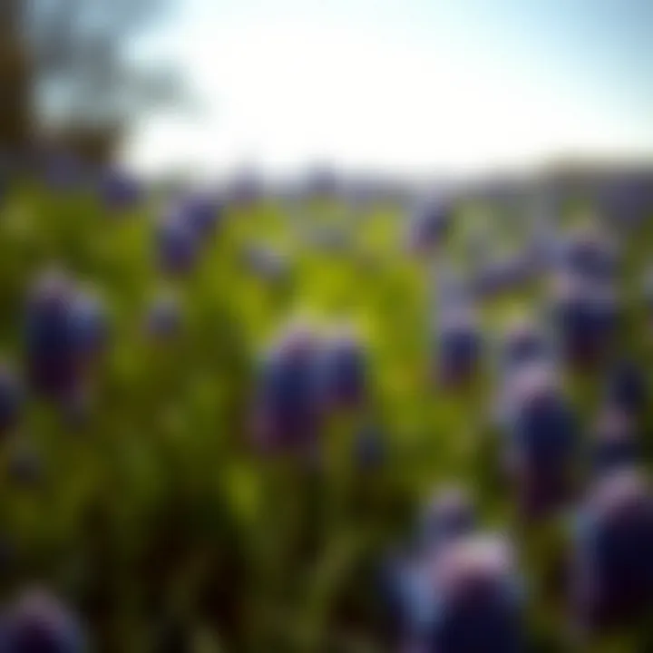Magnificent Exploring Silk Bluebonnets: A Comprehensive Analysis of Trends and Insights