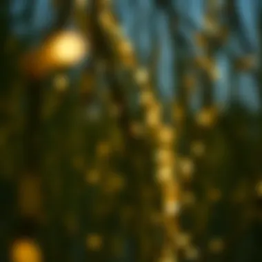 Close-up of lights on willow branches creating a serene atmosphere