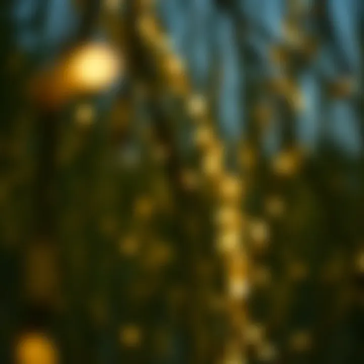 Close-up of lights on willow branches creating a serene atmosphere