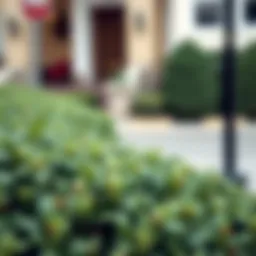 Exploring Fake Boxwood Shrubs: A Comprehensive Guide Introduction