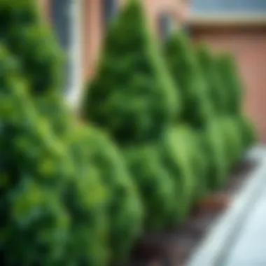 Notable Exploring Fake Boxwood Shrubs: A Comprehensive Guide