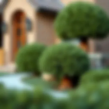 Exploring Fake Boxwood Shrubs: A Comprehensive Guide Summary Exploring Fake Boxwood Shrubs: A Comprehensive Guide Summary