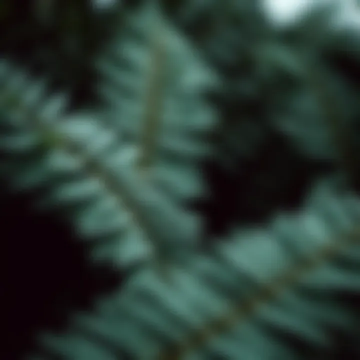 Detailed View of Imitation Boston Fern Leaves Close-up of imitation Boston fern leaves, highlighting their intricate textures and realistic appearance.