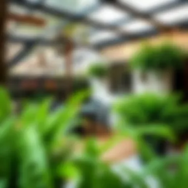 Imitation Boston Ferns Enhancing Outdoor Spaces An outdoor patio adorned with imitation Boston ferns, demonstrating their versatility in both indoor and outdoor decor.