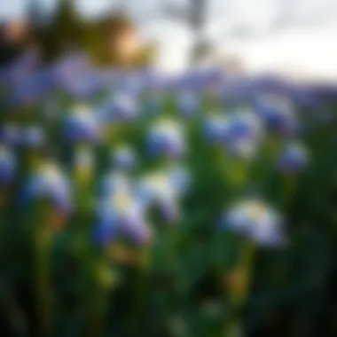 Exploring Silk Bluebonnets: A Comprehensive Analysis of Trends and Insights Summary