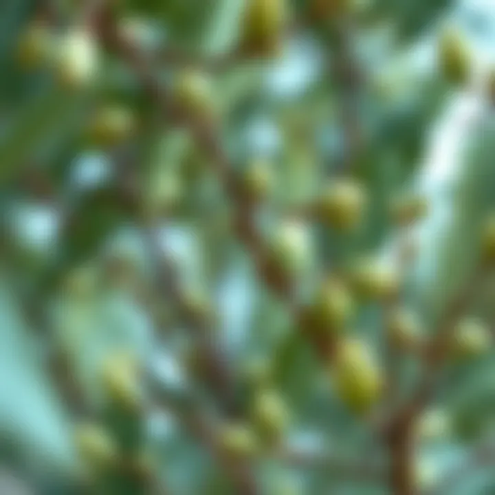 Sustainable sourcing practices for silk eucalyptus branches in design