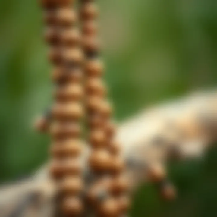 Notable Exploring the Versatility of 50 mm Wooden Beads