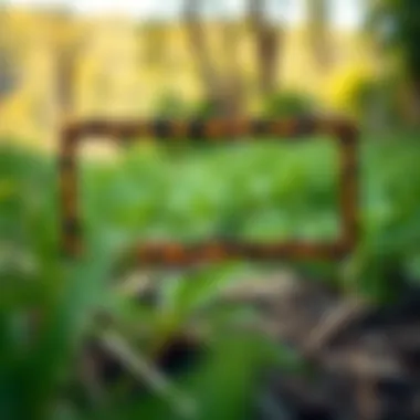 Leopard print license plate frame in a scenic outdoor setting